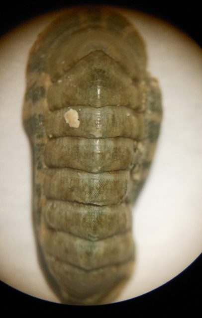 Chiton Phaseolinus?